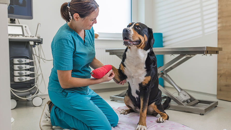 veterinario